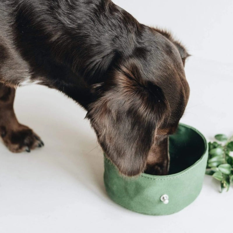 Dog Bowl: convenient outdoor dining for your furry friend, foldable canvas dog bowl and food tray.