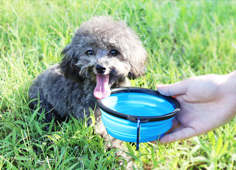 Dog bowl：Convenient On-the-Go Pet Feeding Solution for Dogs.