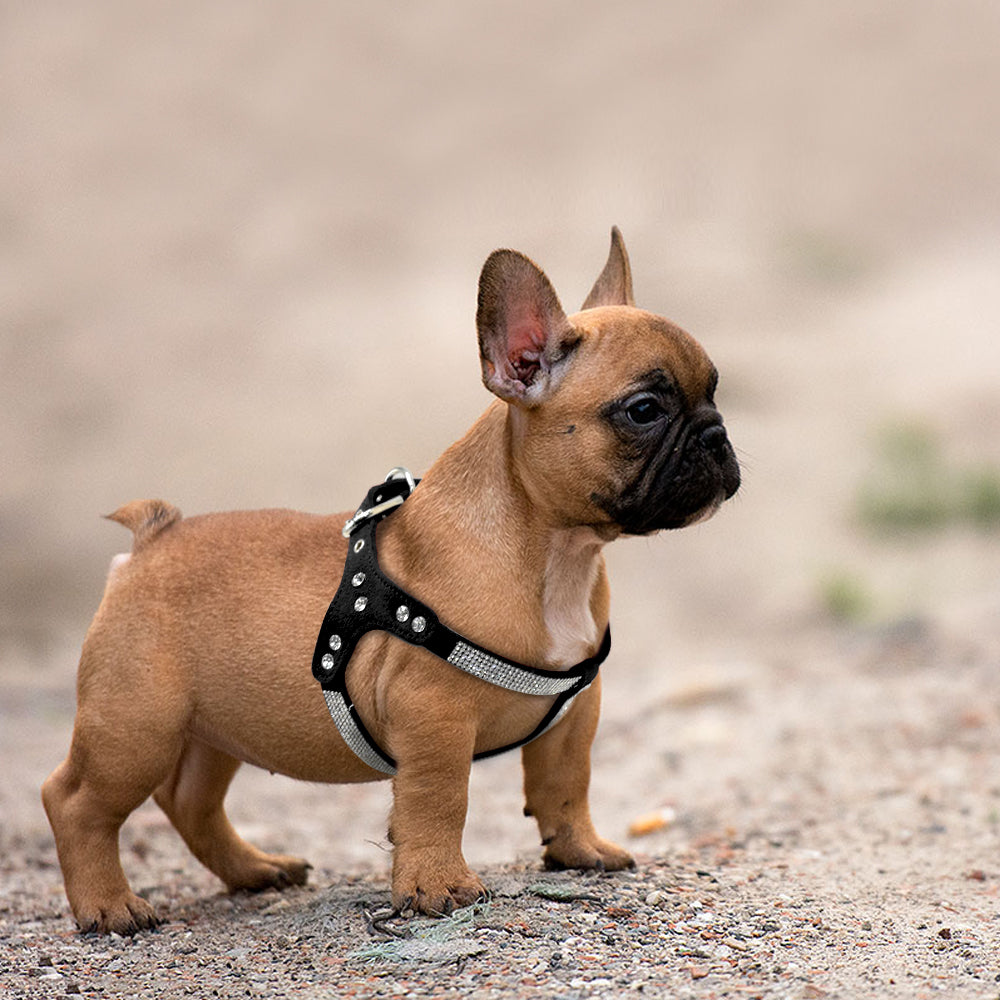 Dog Harness：Sparkle and Shine with Our Soft Suede Leather Rhinestone Dog Harness.