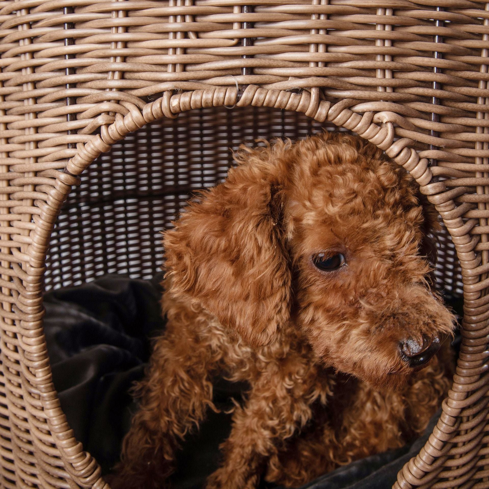 Dog bed: Keep Your Canine Friend Cozy in Style with Our Cane Woven Dog Kennel - Removable, Washable, and Perfect for Summer!"